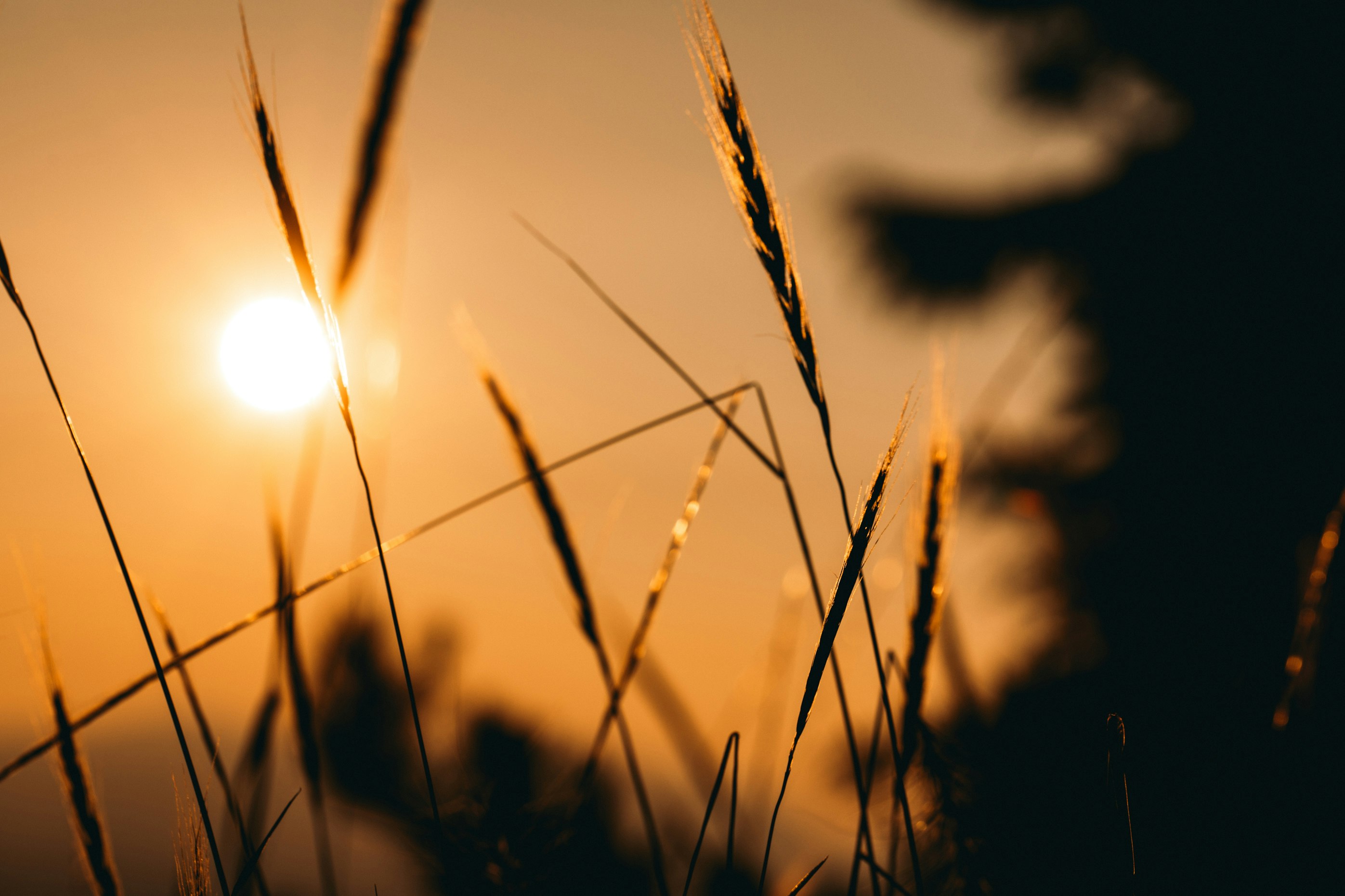 brown wheat during golden hour